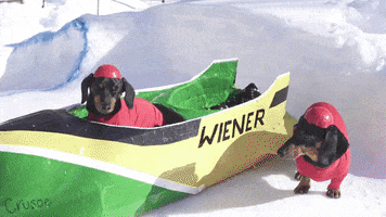 Crusoegifs dachshund jamaican bobsled GIF