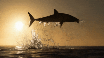 Sunset Discovery GIF by Shark Week