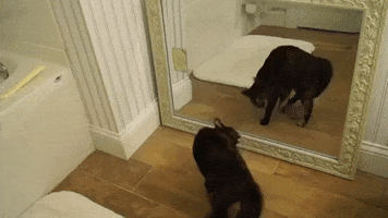 Gato Ante Un Espejo GIF