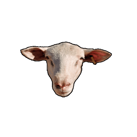 Sheep Ce Sticker by IDENTAG