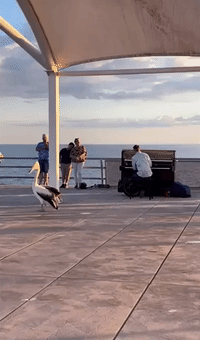 Pelican Dances While Piano Play