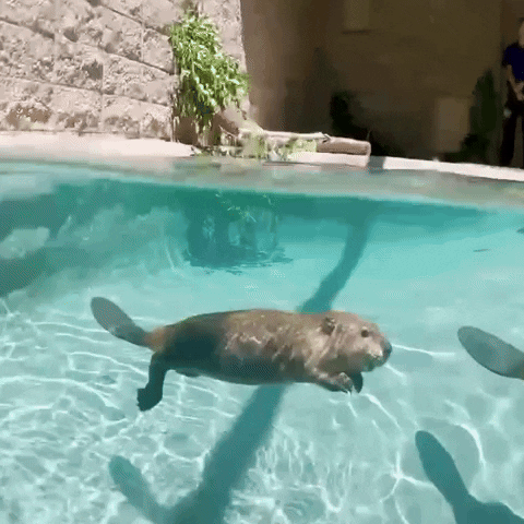 Fun Swimming GIF by San Diego Zoo Wildlife Alliance