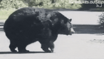 Bear Chonk GIF