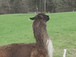 Video gif. A Llama hops off into a field, circling around a herd of sheep and baby lambs. The Llama looks like it’s basically bouncing with the way it prances. 
