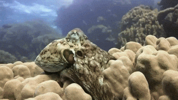 Marine Life Octopus GIF by Oceana
