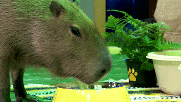 capybara GIF by Puppy Bowl