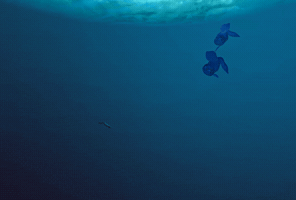 Evolution GIF