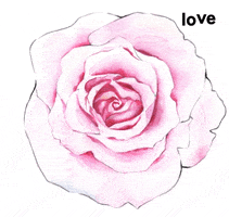 Love Rose GIF by loverosecosmetics