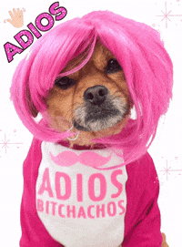 Dog Bye Gifs Get The Best Gif On Giphy Dog Bye Gifs Get The Best Gif On Giphy