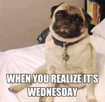 Wednesday Morning Dogs GIF by Marie Claire