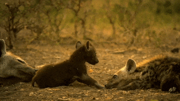 Mom Africa GIF by Discovery