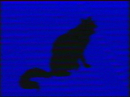 markvomit vhs blackcat GIF