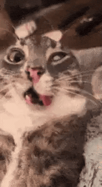 Cat Cabby GIF