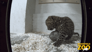 Play Time Baby GIF by Brookfield Zoo