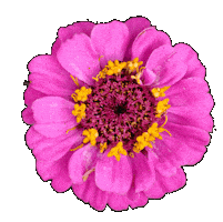 Flower Rotating Sticker