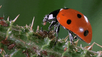 lady bug insect GIF