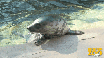 Swim Away Who Are You GIF by Brookfield Zoo