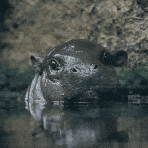 Hippos meme gif