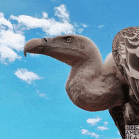 Birds Vulture GIF by BBC America