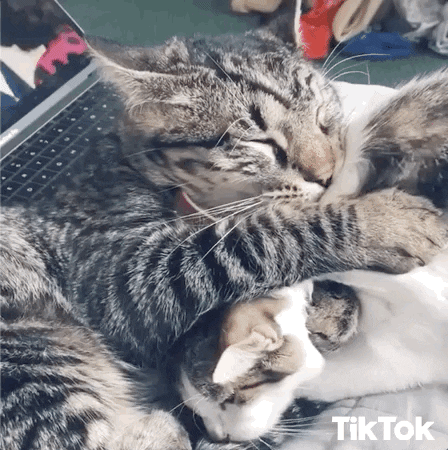 Cat Love GIF by TikTok