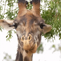 Hungry Leaves GIF by San Diego Zoo Wildlife Alliance