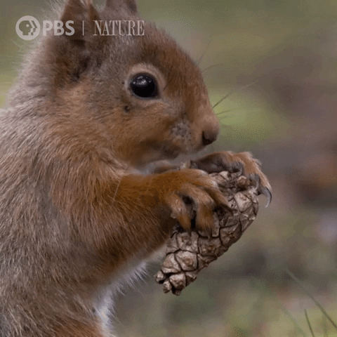 Hungry Pbs Nature GIF by Nature on PBS