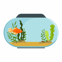 Goldfish-bowl GIFs - Get the best GIF on GIPHY