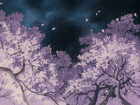 cherry blossom sakura gif