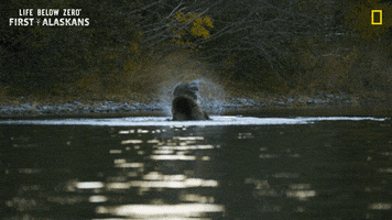 Water Bear GIF by National Geographic Channel
