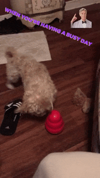 Rave Dog Gif