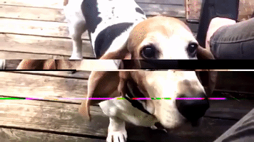 Basset Hound Dog GIF