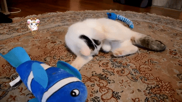 Katze GIF