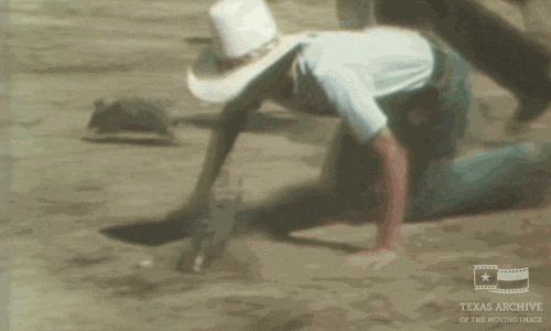 Armadillo-racing GIFs - Get the best GIF on GIPHY