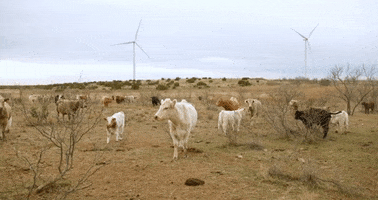 BantamCommunications texas farmer cows windmill GIF