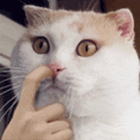Cat Picking Nose GIF