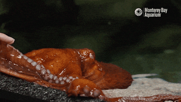 touching finding nemo GIF by Monterey Bay Aquarium