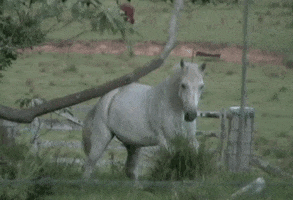 horse scratching GIF by America's Funniest Home Videos
