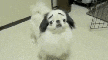 Dog Eyebrows GIF