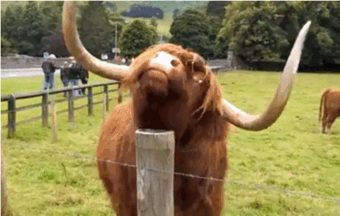 Cows GIF - Find & Share on GIPHY