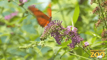 Flower Butterfly GIF by Brookfield Zoo