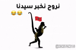 Algeria Dz GIF