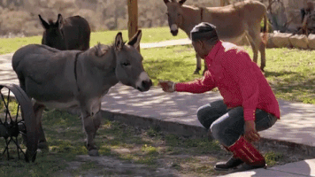love and hip hop animal whisperer GIF by VH1