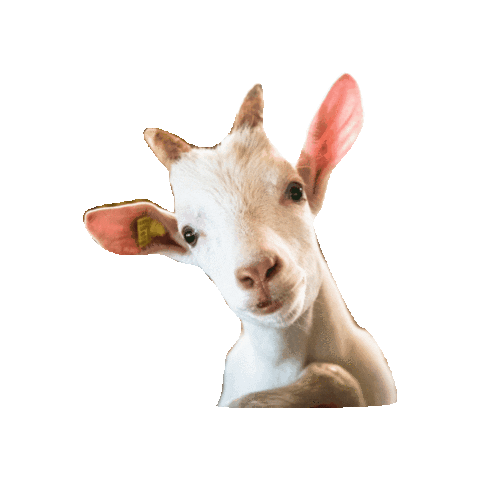 Blüemlisberg AG Sticker