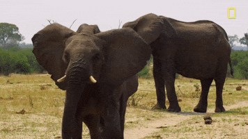 nat geo elephants GIF by National Geographic Channel