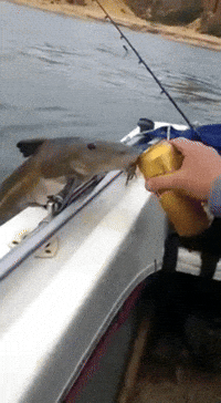 Drinking Fish GIFs - Find & Share on GIPHY
