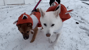Shiba Inu Dog GIF by KeepUpWithJazAndYumi