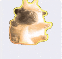 Miamiregalblues GIF