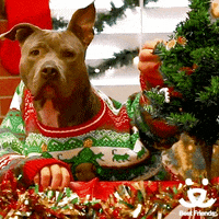 Save Them All Christmas Tree GIF by Best Friends Animal Society