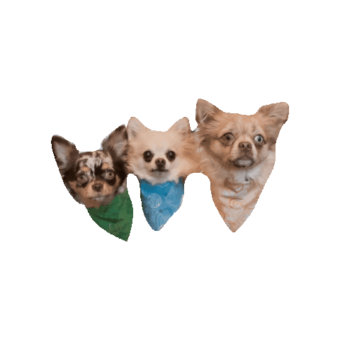 Water Tribe Chihuahua Sticker by Geekster Pets