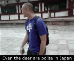 japan deer GIF